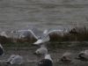 Caspian Gull at Hole Haven Creek (Steve Arlow) (47349 bytes)